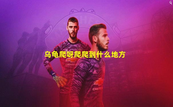 乌龟爬呀爬爬到什么地方